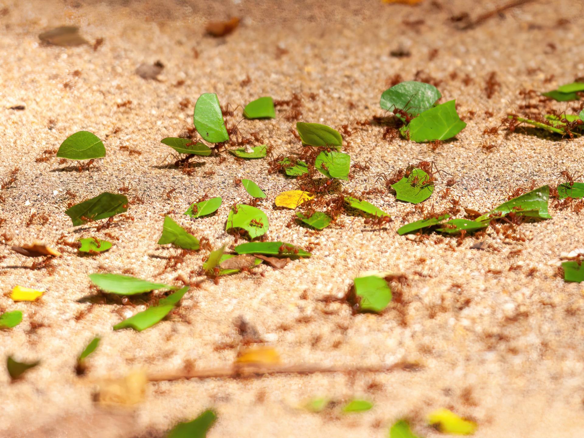 Blattschneiderameisen